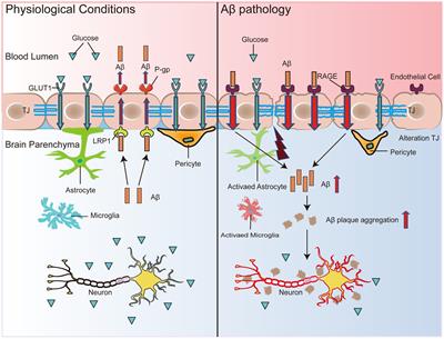 Blood-brain barrier dysfunction and Alzheimer’s disease: associations, pathogenic mechanisms, and therapeutic potential